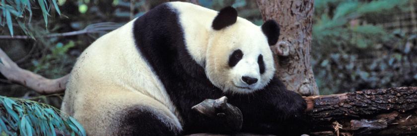 Panda Autósiskola logó